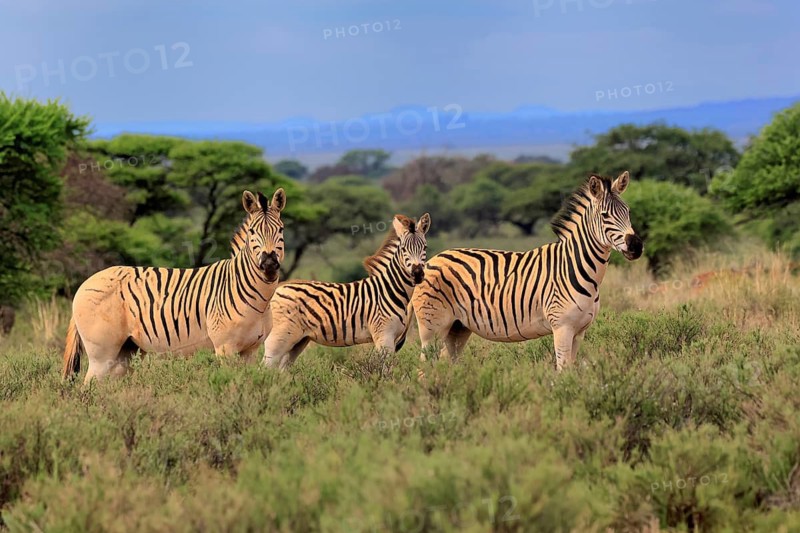 Burchell's zebra (Equus quagga burchelli), Burchell's zebra, adult, group, juvenile, alert, Mokala National Park, Northern Cape, South Africa