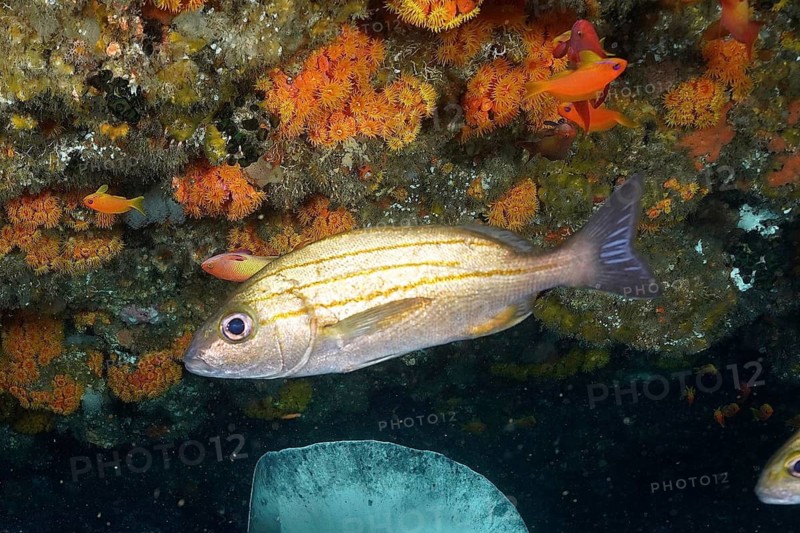 Striped grunt (Pomadasys striatus)