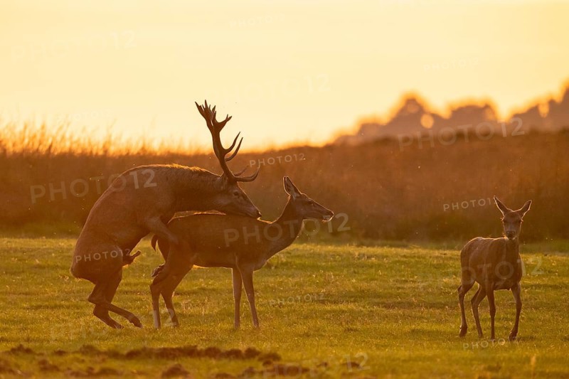 Red deer (Cervus elaphus) mating, Hoenderloo, Gelderland, Netherlands