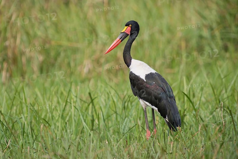 Saddle-billed Stork (Ephippiorhynchus senegalensis), Wakiso, Uganda