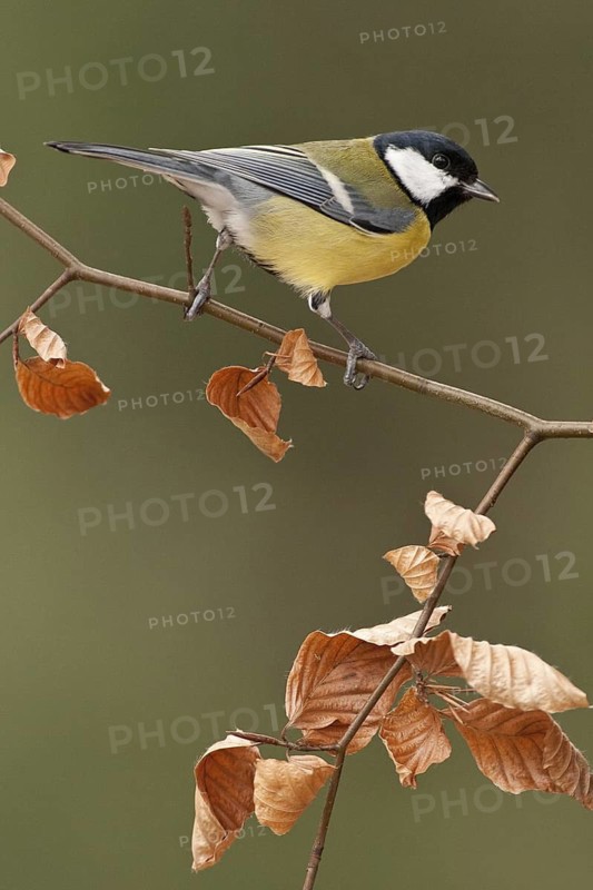 Great Tit (Parus major) male, St. Gallen, Switzerland