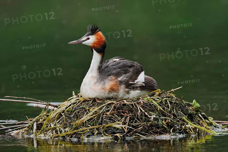 Great Crested Grebe (Podiceps Scalloped ribbonfish) sitting on its nest, North Rhine-Westphalia, Germany