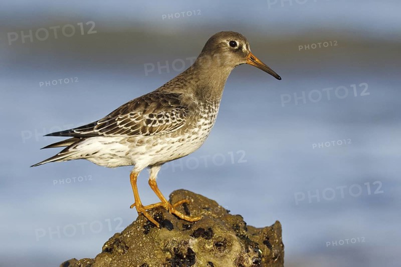 Purple Sandpiper (Calidris maritima), Asturias, Spain