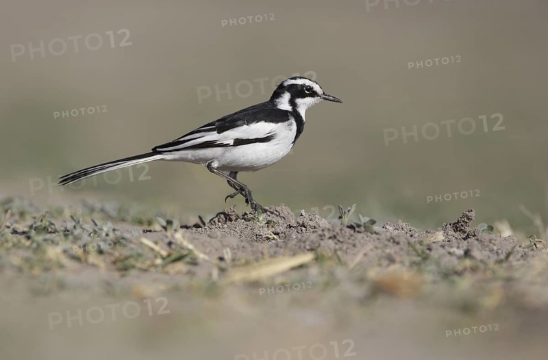 African Pied Wagtail (Motacilla aguimp), Chobe, Botswana