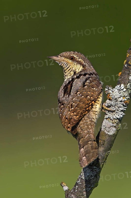 Wryneck on perch, (Jynx torquilla), Ormoz area, Ormoz, Podravska, Slovenia