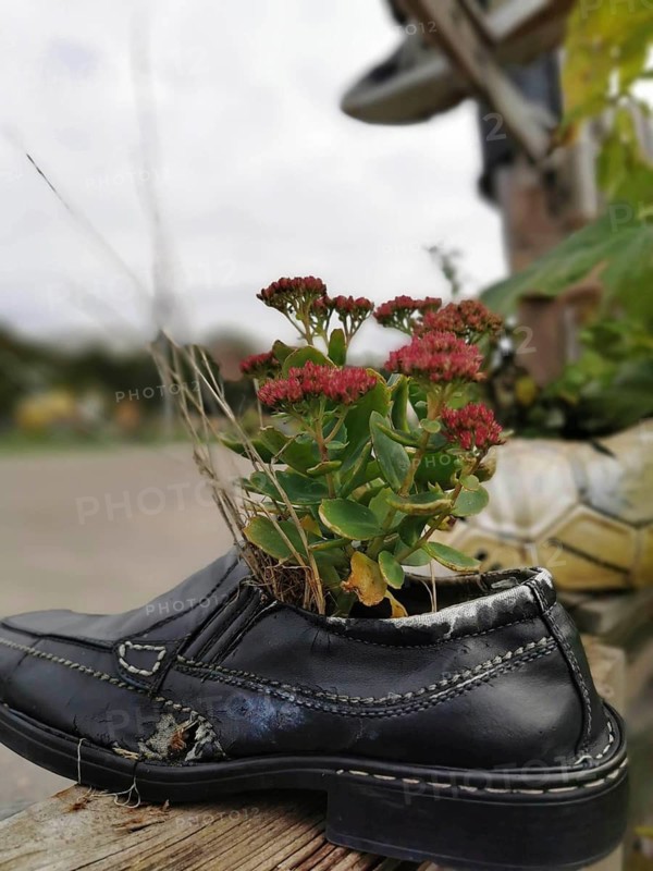An old shoe serves as a flower pot for a plant with red flowers, creative and ecological, TempelHofer Feld, Berlin