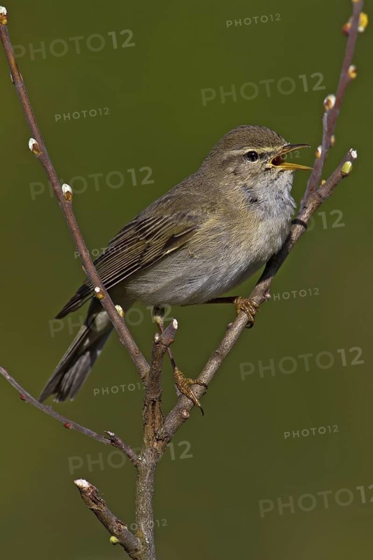 Willow Warbler (Phylloscopus trochilus) male singing, Scotland, United Kingdom