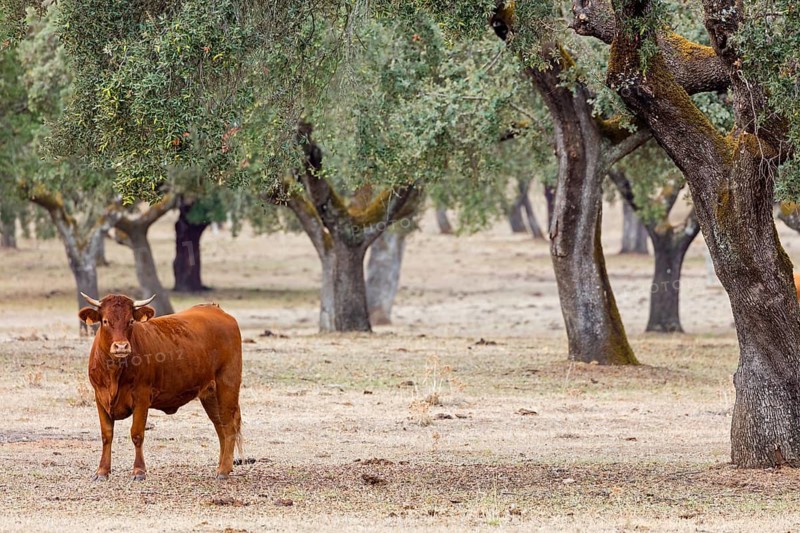 Iberian pig, Cerdo Ibérico, Porco ibérico, Iberian Pig, domestic cattle, cow, Bos primigenius taurus, cattle, Spanish domestic cattle, Monfragüe National Park, Villarreal De San Carlos, Extremadura, Spain