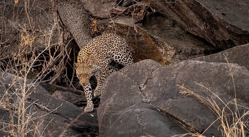 Female, leopard (Panthera pardus) in rocks, Savuti, Chobe National Park, Botswana