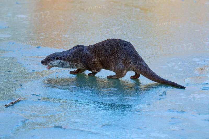 An otter moving on the ice, apparently in motion, winter, otter (Lutra lutra), Hesse, Germany