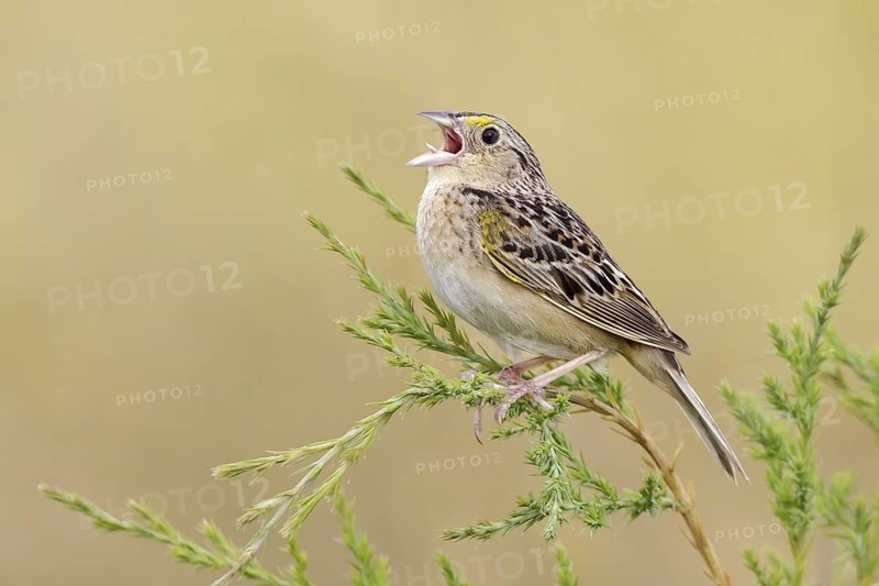 Grasshopper Sparrow (Ammodramus savannarum), Pennsylvania, USA