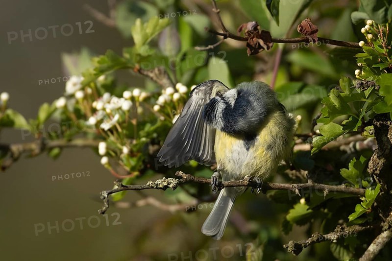 Blue tit (Cyanistes caeruleus) adult garden bird preening in a Hawthorn tree in spring, Suffolk, England, United Kingdom