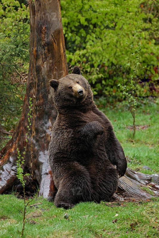 Brown bear, Ursus arctos, hideen scratch back on the the tree trunk in the forest