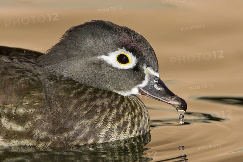 Wood Duck (Aix sponsa) female, New Mexico, USA