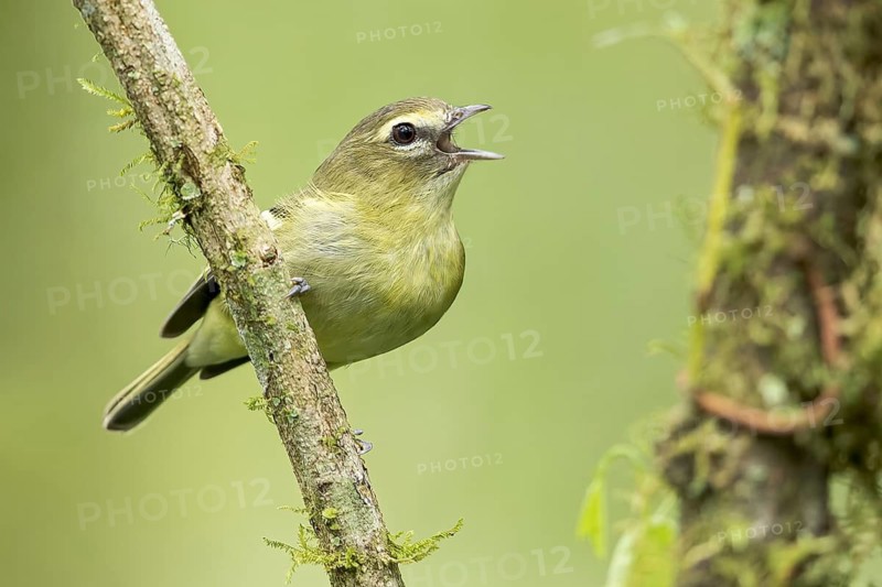 Yellow-winged Vireo (Vireo carmioli) perched on a branch in Panama