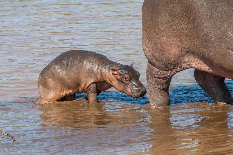 Hippopotamus with young, (Hippopotamus amphibius), hippo, hippo, Masai Mara, Kenya