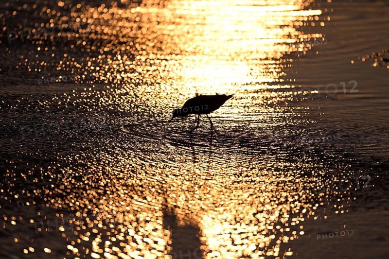 Avocet (Recurvirostra avosetta) in the water against the light, Texel, North Holland, Netherlands
