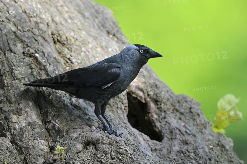 Dohle (Corvus monedula), Jackdaw, Altvogel an der Bruthoehle, Mai, Borken, Muensterland, Nordrhein-Westfalen, Deutschland
