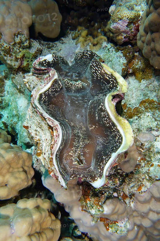 Common giant clam (Tridacna maxima)