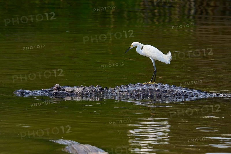 A heron keeps its balance on a calmly swimming crocodile, Great Egret (Egretta thula), American Alligator (Alligator mississippiensis), Orlando, Florida, USA
