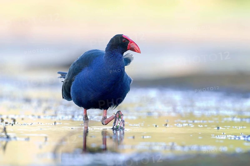 Australasian Swamphen (Porphyrio melanotus melanotus), Victoria, Australia