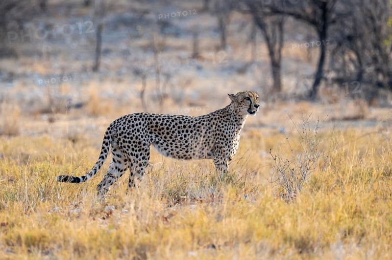 Cheetah (Acinonyx jubatus) running in dry savannah, Etosha National Park, Namibia