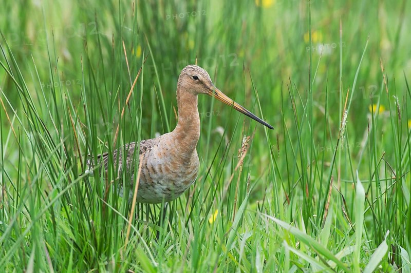 Black-tailed gown (Limosa limosa) looking for food in meadows, Lower Saxony, Germany