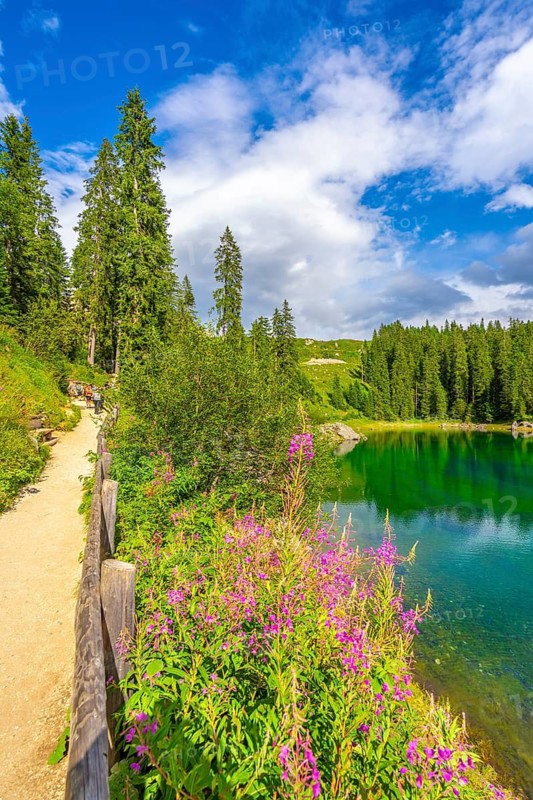 Pink flowers blooming along a scenic path by lake carezza with tourists enjoying the beautiful landscape of the dolomites in summer