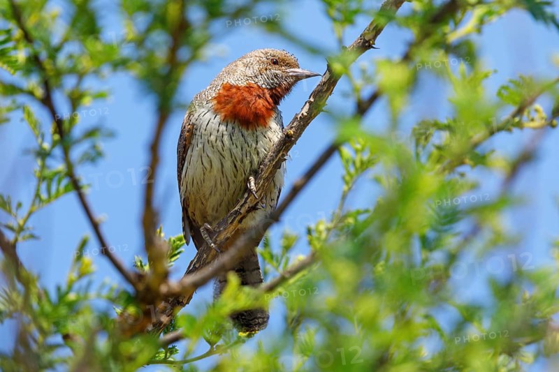 Red-throated wryneck, animals, birds, (Jynx ruficollis), perching site, wryneck species, Howick surroundings, Howick, KwaZulu-Natal, South Africa