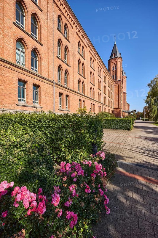 New town hall, brick building, architectural style neo-Gothic, former barracks, hedge, flower bed, blue sky, cloudless, street Am Französischen Garten, Celle, Lüneburg Heath, district of Celle, Lower Saxony, Germany