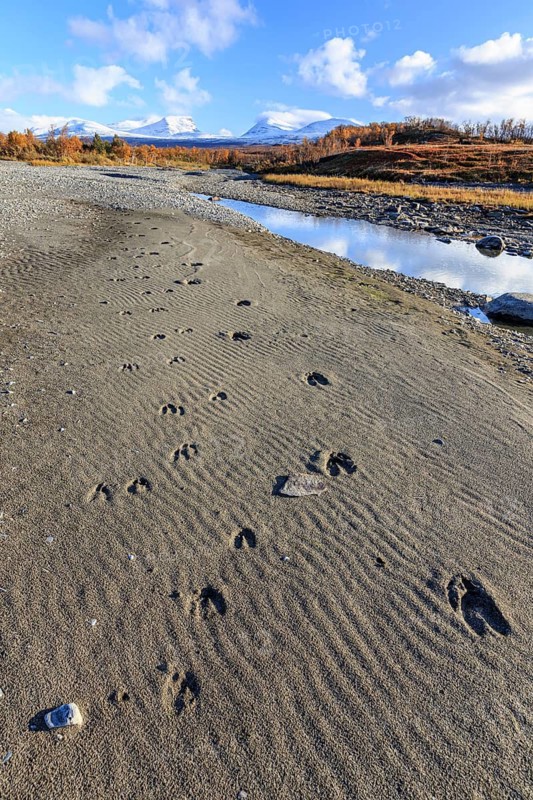 Moose tracks in the sand, autumn colours, sunny, mountains, Lapporten, Abisko National Park, Laponia, Lapland, Sweden
