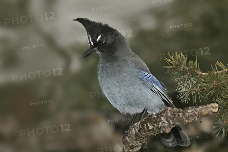 Steller's Jay (Cyanocitta stelleri), New Mexico, USA