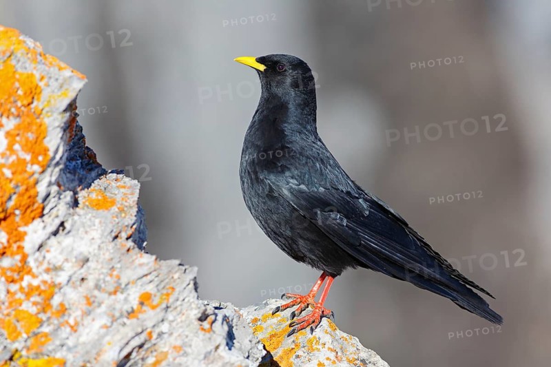 Alpine Chough (Pyrrhocorax graculus), Valais, Switzerland