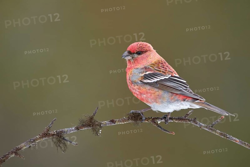 Pine Grosbeak (Pinicola enucleator) male perched on a branch, Lapland, Finland