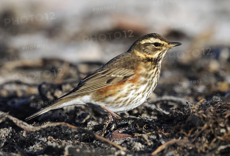 Redwing (Turdus iliacus), Hesse, Germany