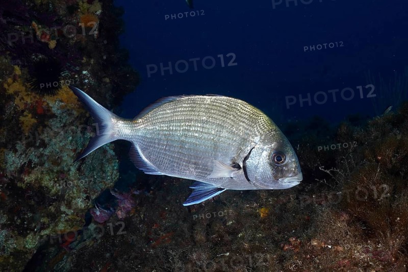 A single Great White Seabream (Diplodus sargus sargus) swimming on a rock in the blue sea, dive site Giens Peninsula, Mediterranean Sea, Porquerolles, Provence, Côte d'Azur, France