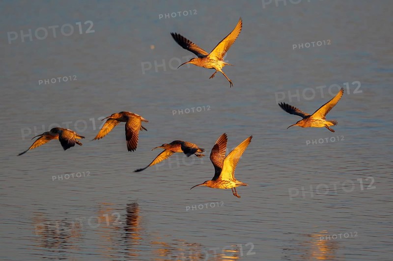 Eurasian Curlew (Numenius arquata) flock flying, Netherlands