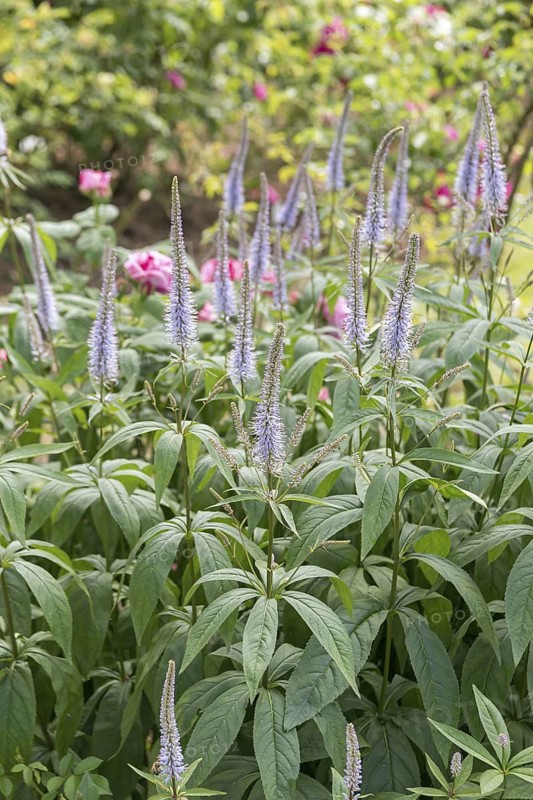 Candelabra speedwell (Veronicastrum virginicum 'Lavendelturm'), Rosarium Sangerhausen, Germany