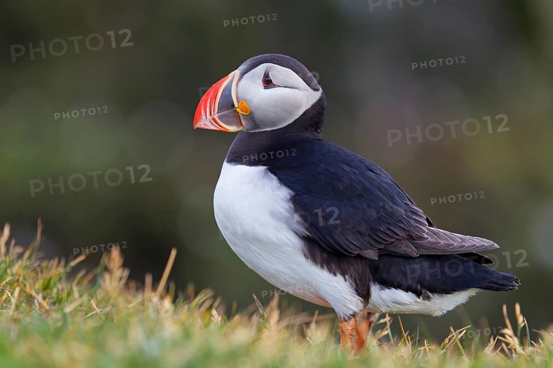 Puffin, Atlantic Puffin, (Fratercula arctica), animals, birds, alcid family, sits, rocks, Atlantic coast, Hvallátur, Vestfirðir, Iceland