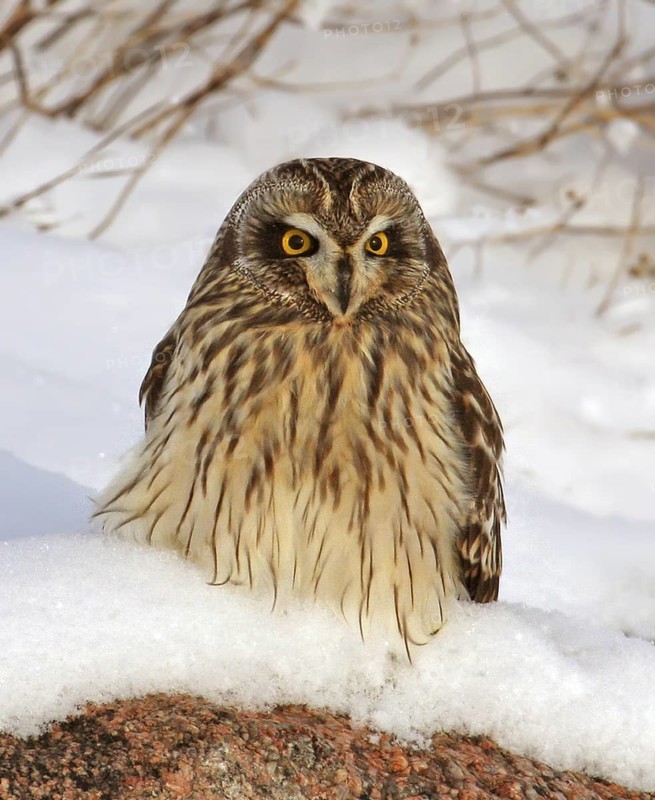 Short-eared Owl (Asio flammeus), Saskatchewan, Canada