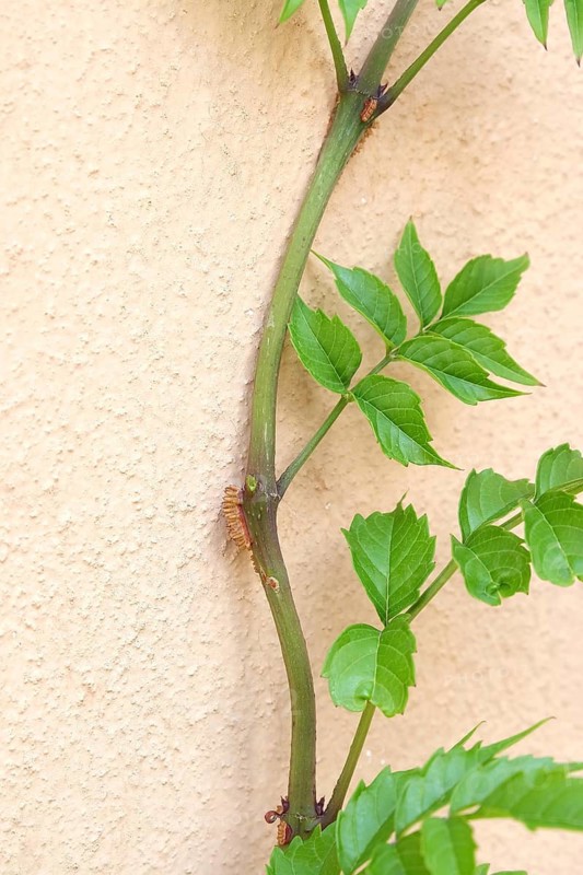 American trumpet bindweed (Campsis radicans), Goethe House, Germany