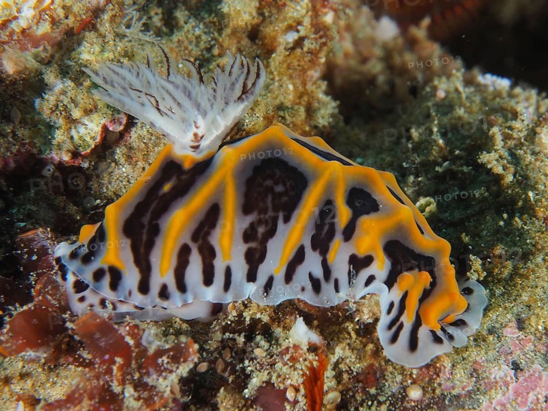 South African Halgerda (Halgerda wasinensis)