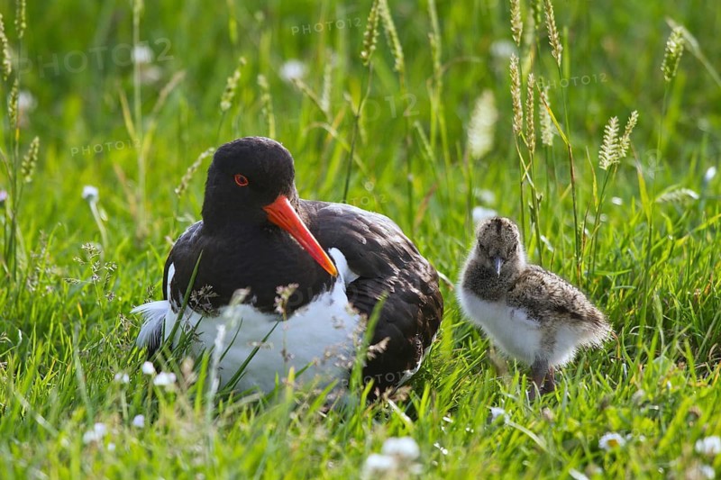 Eurasian Oystercatcher (Haematopus ostralegus) with chick, Texel, Netherlands