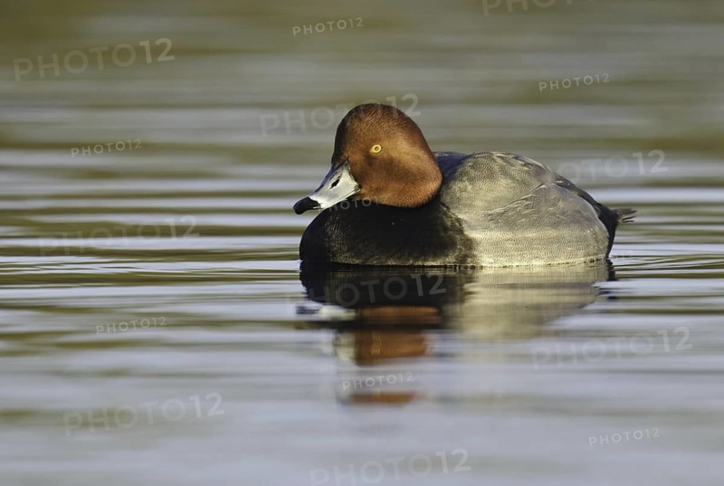 Redhead (Aythya americana) male, Arizona, USA