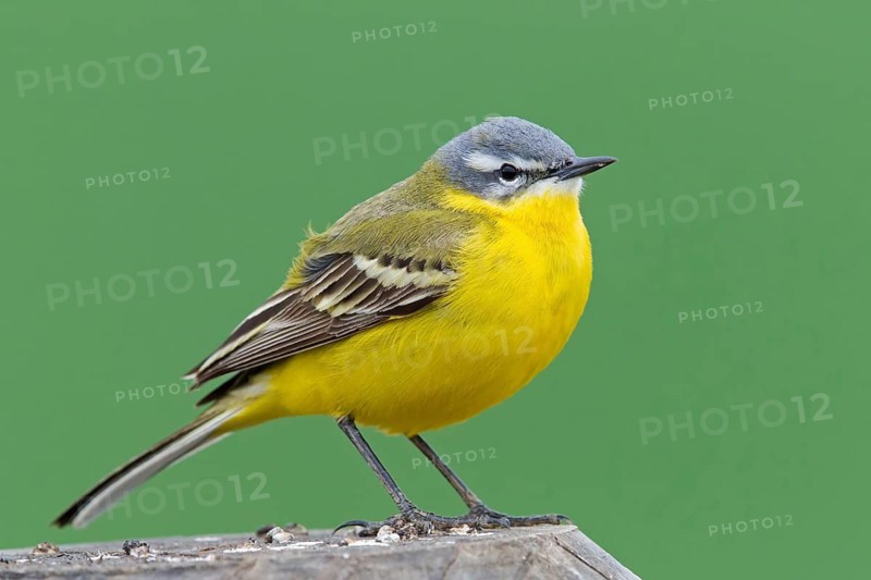Yellow wagtail (Motacilla flava flava), animals, birds, songbirds, family of wagtails and pipits, habitat, Marburg district, Hesse, Germany