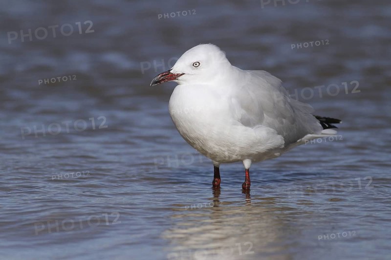 Silver Gull (Chroicocephalus novaehollandiae), Western Australia, Australia