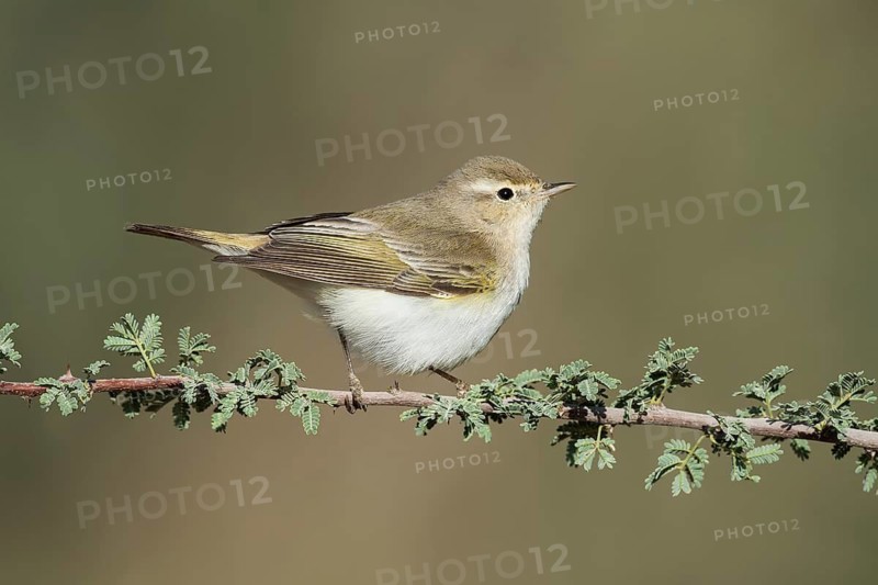 Western Bonelli's Warbler (Phylloscopus bonelli), Eilat, Israel
