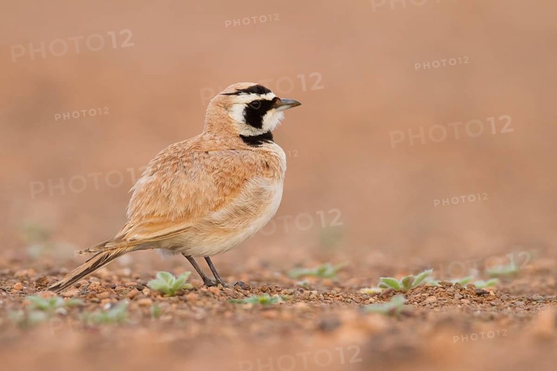 Temminck's Horned Lark - Saharaohrenlerche - Eremophila bilopha, Morocco