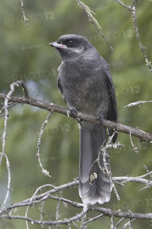 Grey Jay (Perisoreus canadensis), British Columbia, Canada