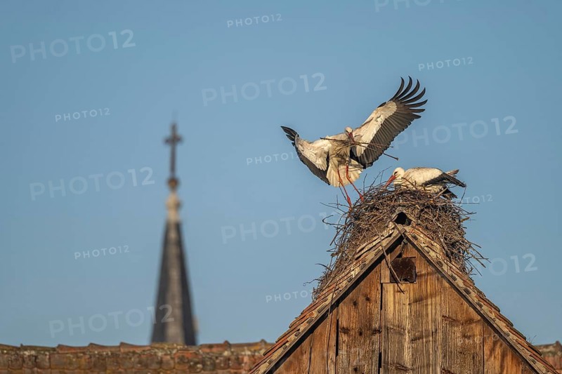 Two white storks (ciconia ciconia) at the start of the nesting season. One is on the nest while the other is fetching branches in flight. Muttersholtz, Bas Rhin, Alsace, France